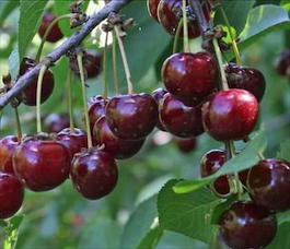 Вишня обыкновенная «Гирлянда» (Cerasus vulgaris «Girlyanda»)
