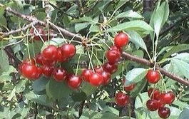 Вишня обыкновенная « Гриот Белорусский» (Cerasus vulgaris « Griot Belorusskiie»)