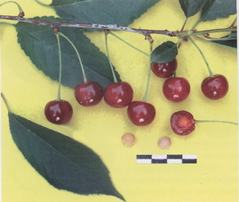 Вишня обыкновенная Гриот московский (Cerasus vulgaris Griot moskovskiy)