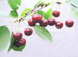 Вишня обыкновенная Харитоновская (Cerasus vulgaris Haritonovskaya)