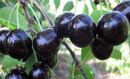 Вишня обыкновенная «Хуторянка» (Cerasus vulgaris «Hutorianka»)