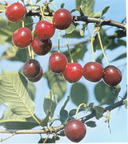 Вишня обыкновенная Малиновка (Cerasus vulgaris Malinovka)