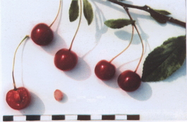 Вишня обыкновенная Маяк (Cerasus vulgaris Mayak)
