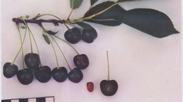 Вишня обыкновенная Мелодия (Cerasus vulgaris Melodiya)