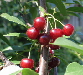 Вишня «Морозовская» (Cerasus vulgaris «Morozovskaya»)