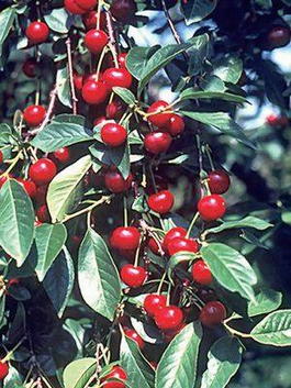Вишня обыкновенная «Нортстар » (Cerasus vulgaris «Nortstar»)