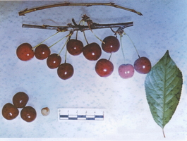 Вишня обыкновенная Памяти Вавилова (Cerasus vulgaris Pamyati Vavilova)