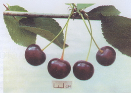 Вишня обыкновенная Радонеж (Cerasus vulgaris Radonezh)
