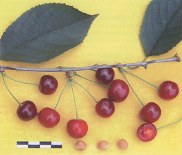 Вишня обыкновенная Расторгуевская (Cerasus vulgaris Rastorguevskaya)