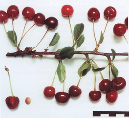Вишня обыкновенная Ровесница (Cerasus vulgaris Rovesnitsa)
