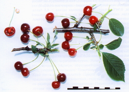 Вишня обыкновенная Шоколадница (Cerasus vulgaris Shokoladnitsa)