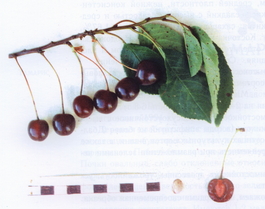 Вишня обыкновенная Тверетиновская (Cerasus vulgaris Tveretinovskaya)