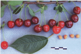 Вишня обыкновенная Волочаевка (Cerasus vulgaris Volochaevka)