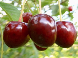 Вишня обыкновенная Загорьевская (Cerasus vulgaris Zagorevskaya)