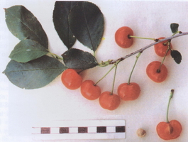 Вишня обыкновенная Заря Татарии (Cerasus vulgaris Zarya Tatarii)