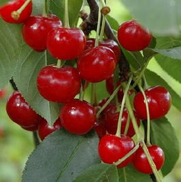 Вишня обыкновенная «Живица» (Cerasus vulgaris «Zhivica»)