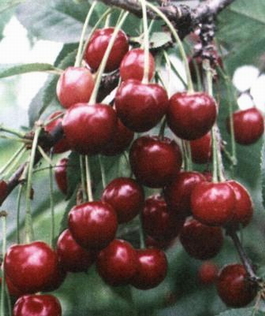 Вишня обыкновенная Жуковская (Cerasus vulgaris Zhukovskaya)