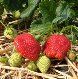 Земляника садовая ремонтантная «Лоран» (Fragaria x ananassa «Loran»)