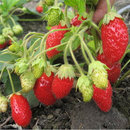 Земляника садовая ремонтантная «Милан» (Fragaria x ananassa «Milan»)