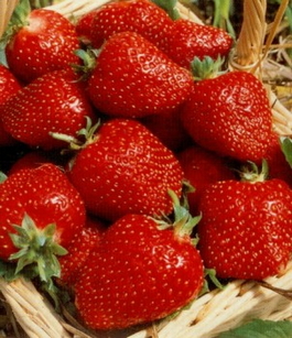 Земляника садовая «Темптейшн» (Fragaria ananassa «Temptation»)