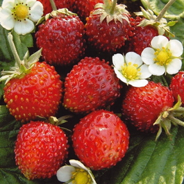 Земляника садовая мелкоплодная «Александрия» (Fragaria vesca «Alexandria»)