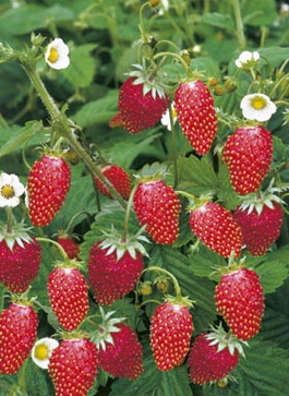 Земляника садовая мелкоплодная «Али баба» (Fragaria vesca «Ali baba»)
