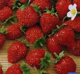 Земляника садовая мелкоплодная «Рюген» (Fragaria vesca «Rugen»)