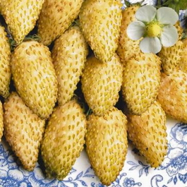Земляника садовая мелкоплодная «Желтое чудо» (Fragaria vesca «Yellow wonder»)