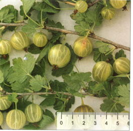 Крыжовник Берилл (Grossularia reclinata Berill)