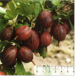 Крыжовник Черносливовый (Grossularia reclinata Chernolivovyi)