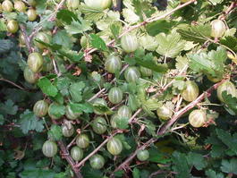 Крыжовник «Финский» (Grossularia reclinata «Finskij »)