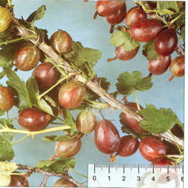 Крыжовник Казачок (Grossularia reclinata Kazachok)
