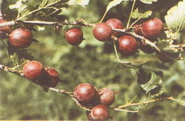 Крыжовник Колобок (Grossularia reclinata Kolobok)