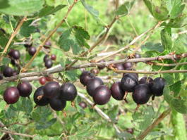 Крыжовник Консул (Сенатор) (Grossularia reclinata Konsul)