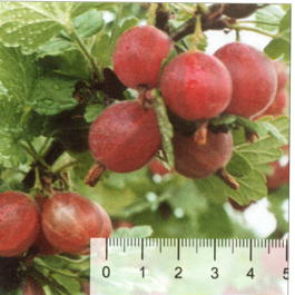 Крыжовник Краснославянский (Grossularia reclinata Krasnoslavyanskii)