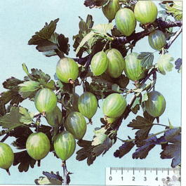 Крыжовник Малахит (Grossularia reclinata Malahit)