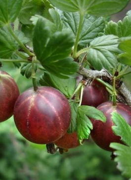 Крыжовник «Маяк» (Grossularia reclinata «Mayak»)