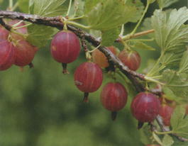 Крыжовник «Олави» (Grossularia reclinata «Olavi»)