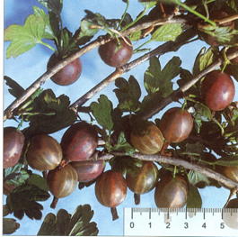 Крыжовник Русский (Grossularia reclinata Russkii)