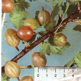 Крыжовник Салют (Grossularia reclinata Salyut)