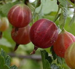 Крыжовник Сеянец Лефора (Grossularia reclinata Seyanets Lefora)