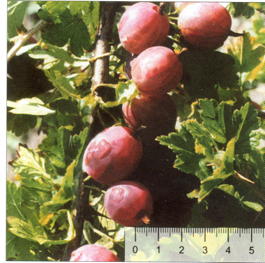 Крыжовник Сливовый (Grossularia reclinata Slivovyi)