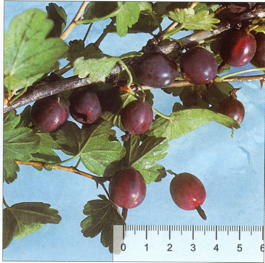 Крыжовник Смена (Grossularia reclinata Smena)