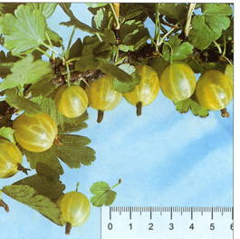 Крыжовник Юбилейный (Grossularia reclinata Yubileinyi)