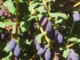 Жимолость синяя ф.съедобная Амфора (Lonicera coerulea f.edulis Amfora)