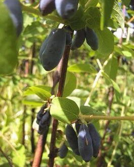 Жимолость синяя ф.съедобная «Бирюза» (Lonicera coerulea f.edulis «Biryuza »)