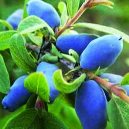 Жимолость съедобная ф.съедобная Фиалка (Lonicera coerulea f.edulis Fialka)