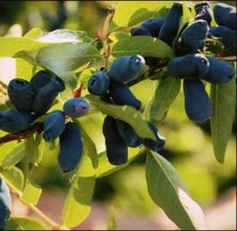 Жимолость синяя ф.съедобная «Лазурная» (Lonicera coerulea f.edulis «Lazurnaya»)