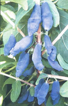 Жимолость синяя ф.съедобная Лебедушка (Lonicera coerulea f.edulis Lebedushka)