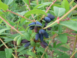 Жимолость синяя ф.съедобная «Волхова» (Lonicera coerulea f.edulis «Volhova»)